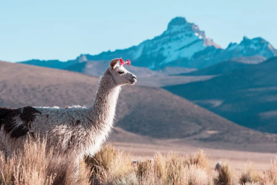 lama at peruvian landscape